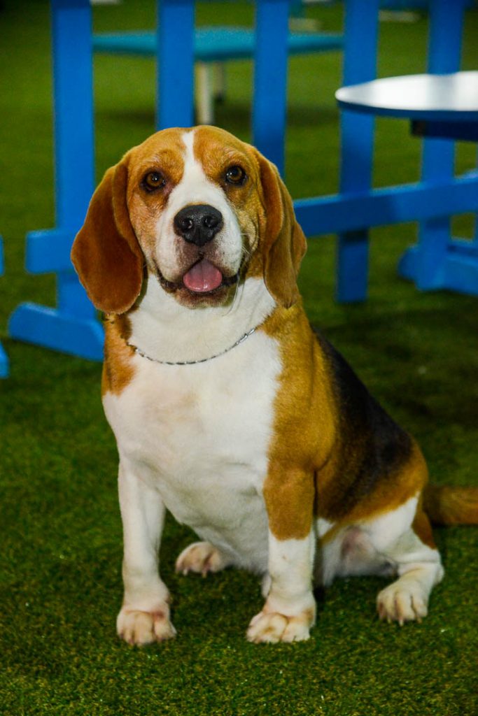 Pet Day em Campinas